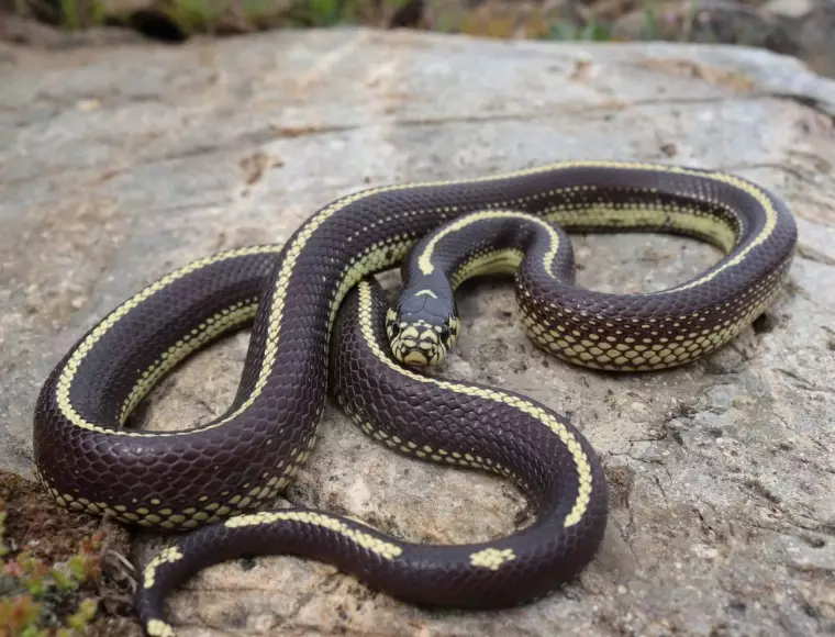 California kingsnake care