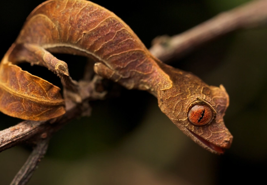 Uroplatus gecko Uroplatus gecko