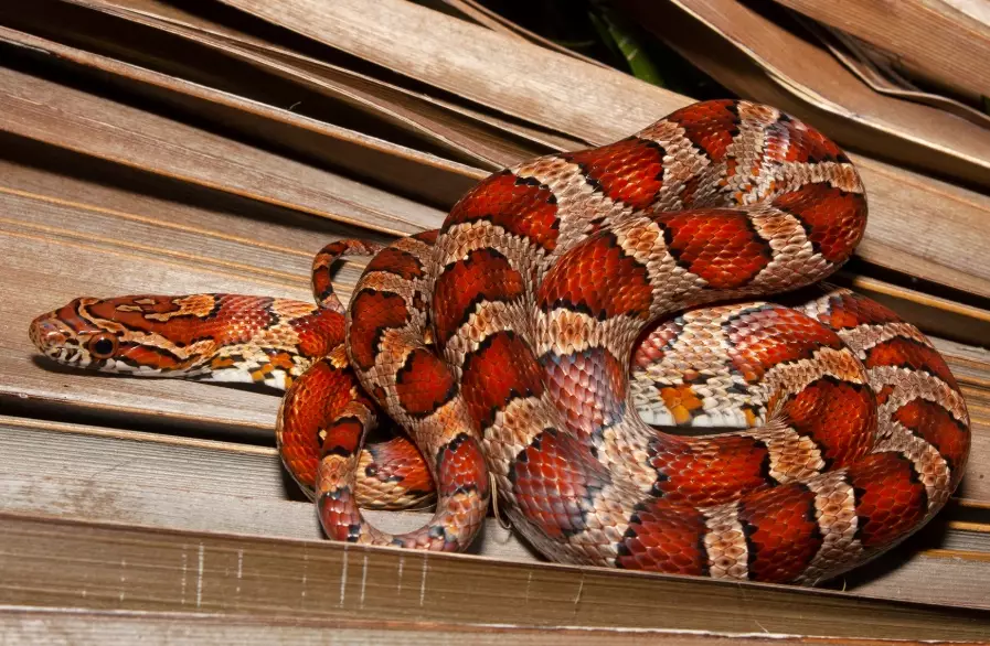 are corn snakes good pets