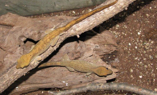 Slender-skinned woolly-tailed gecko care