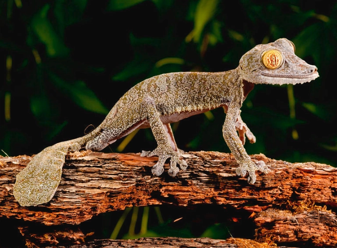 Uroplatus gecko Uroplatus gecko