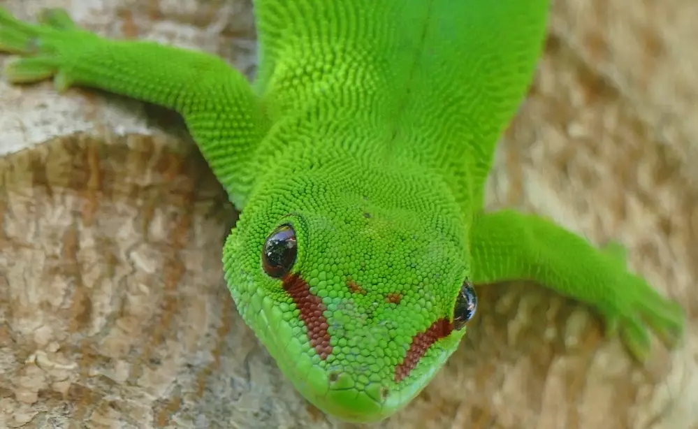 Madagascar Land Gecko Size