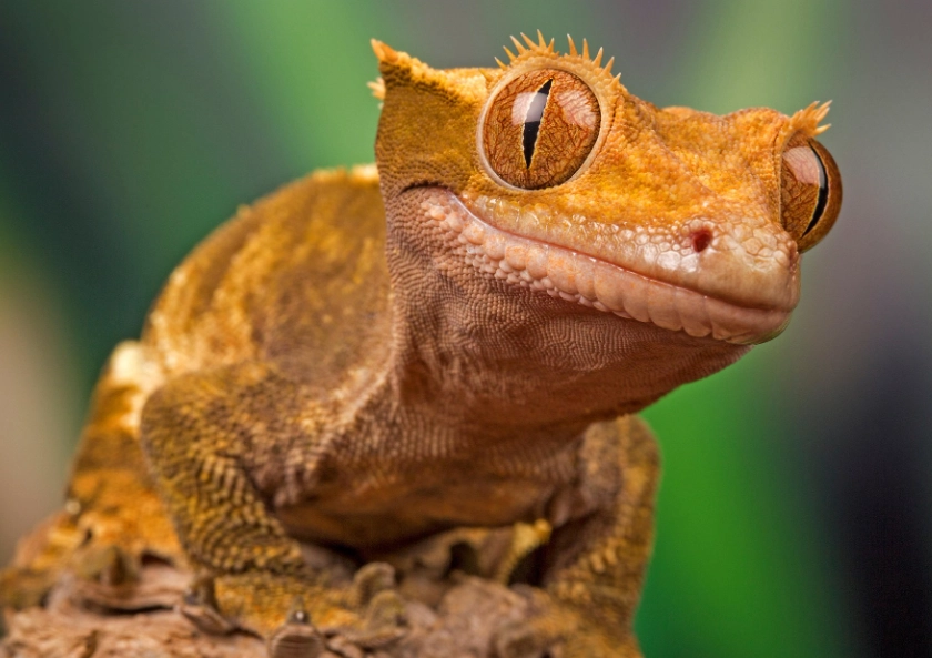 bearded dragon gecko care
