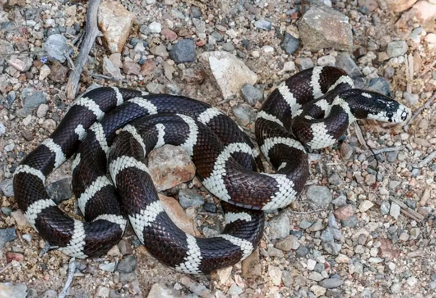 California kingsnake morphs
