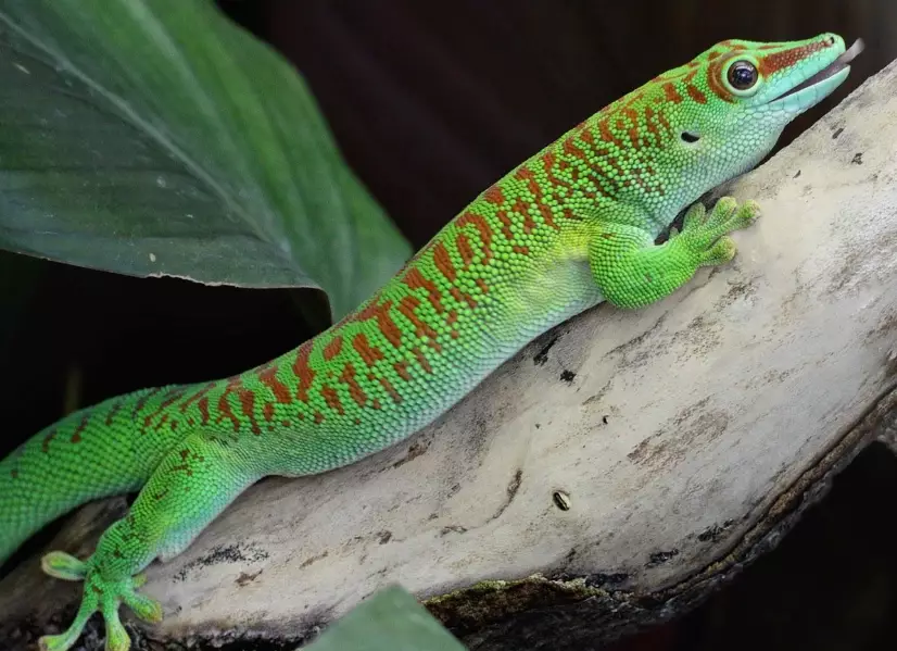 Pictus Gecko Habitat