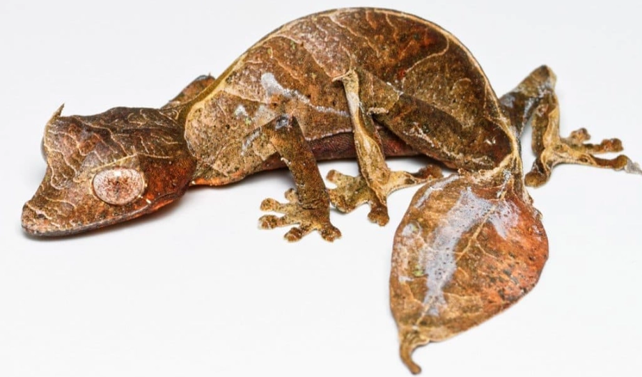 Leaf-tailed gecko care Leaf-tailed gecko care