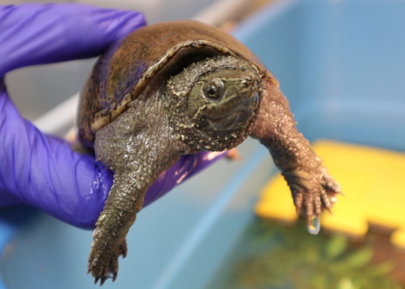 musk turtle care musk turtle care