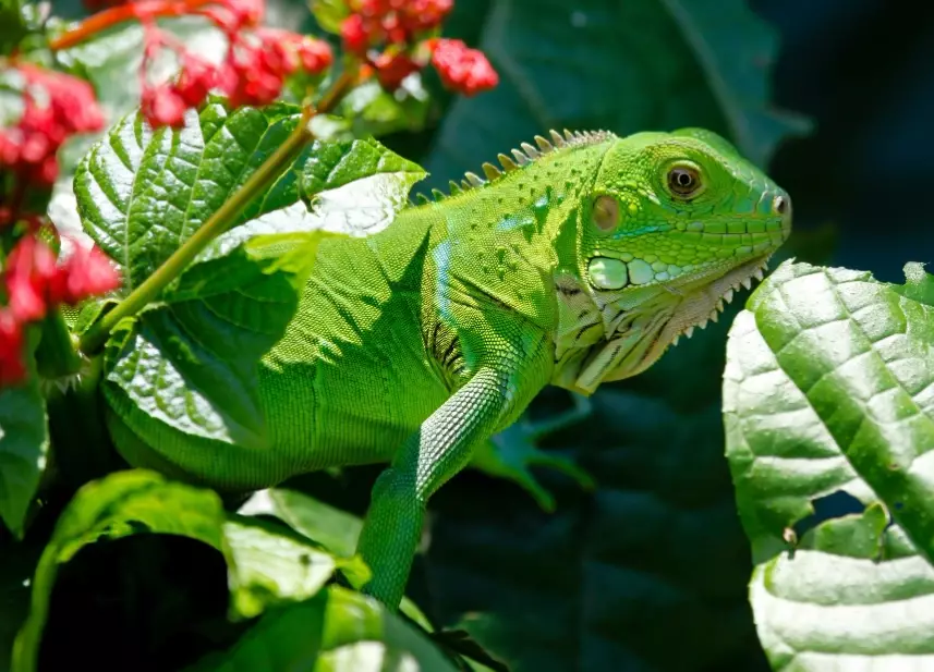 iguana habitat setup