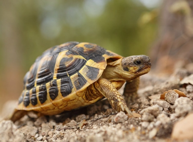 Hermann tortoise lifespan