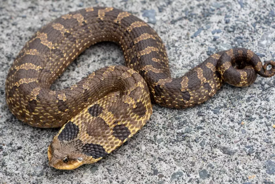 hognose snake care