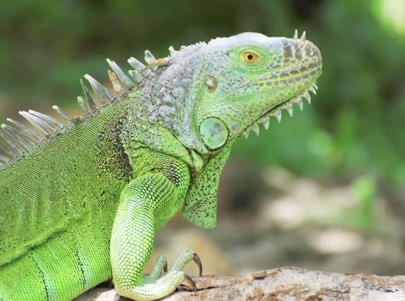 Green Iguana care