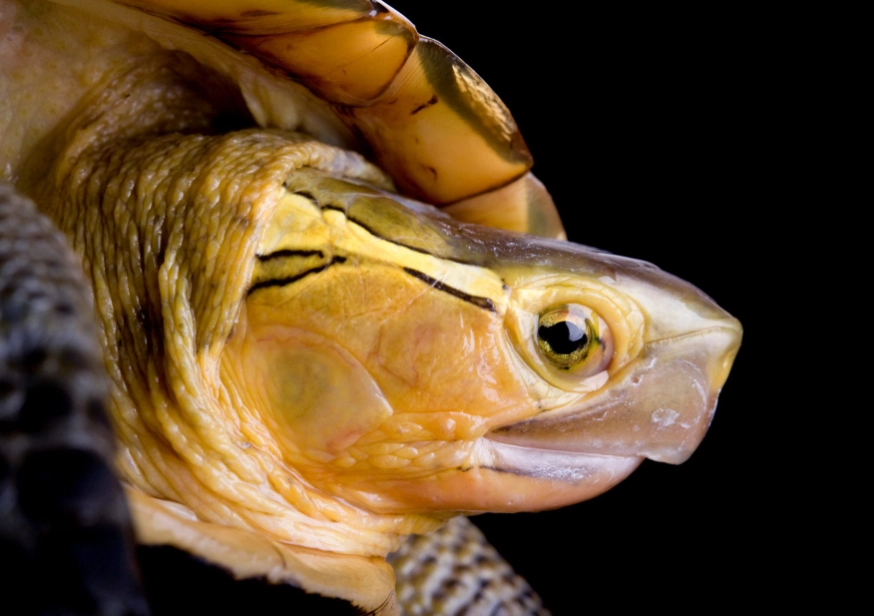 Asian box turtle habitat