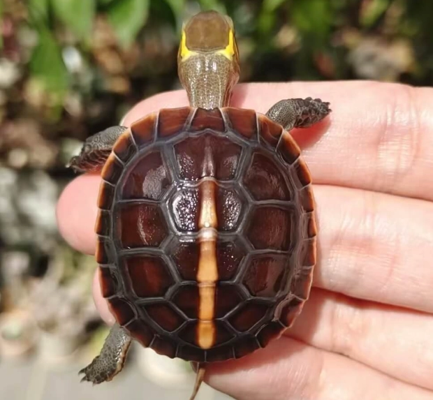 Cuora flavomarginata