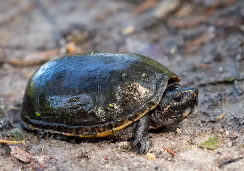 musk turtle care musk turtle care
