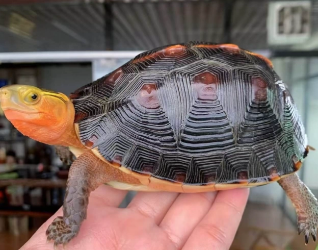 Cuora flavomarginata