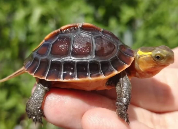 Yellow-margined Box Turtle care