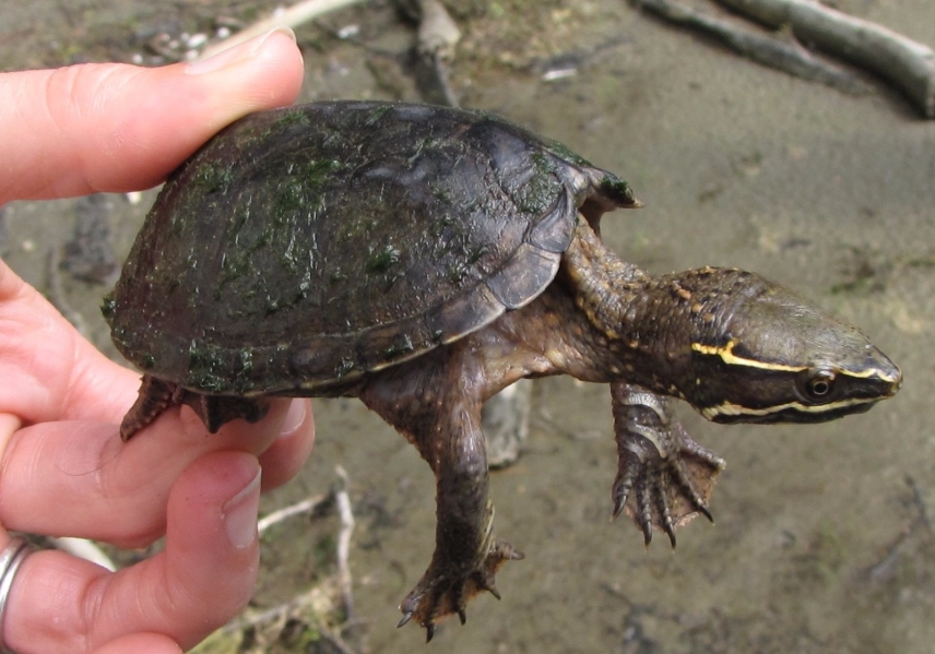 common musk turtle common musk turtle