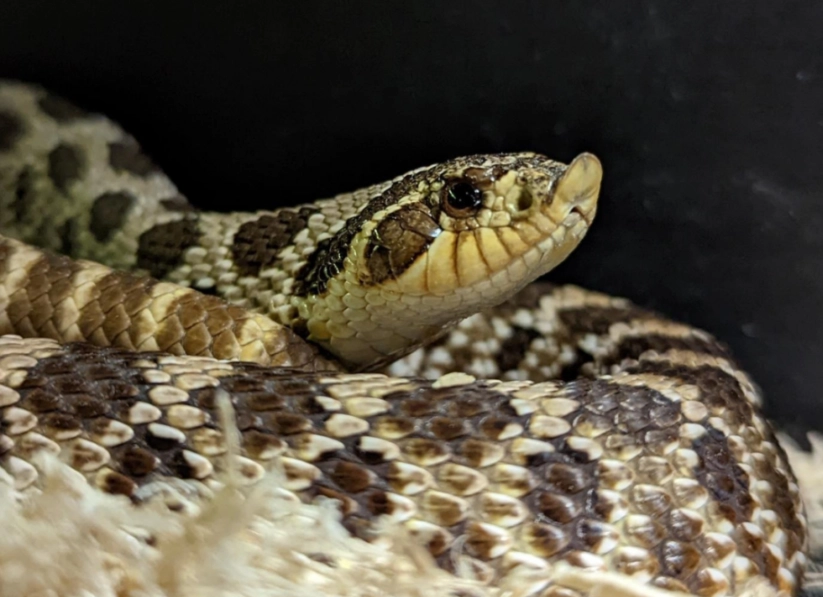 eastern hognose snake