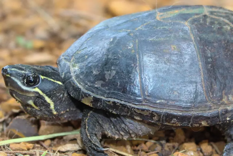 common musk turtle common musk turtle