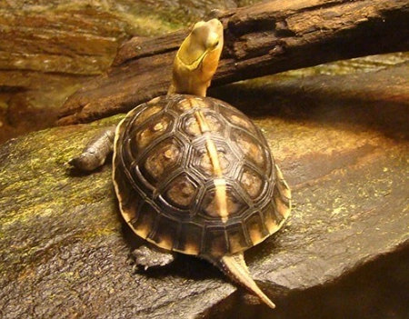 Asian box turtle habitat
