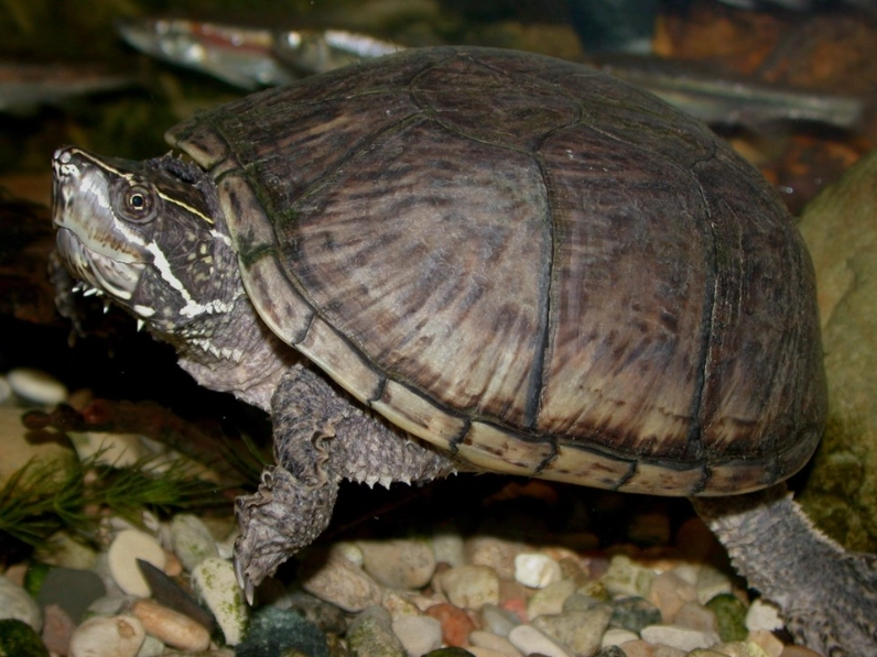 musk turtle tank setup musk turtle tank setup