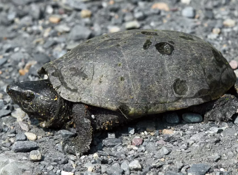 musk turtle tank setup musk turtle tank setup