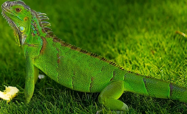 Green Iguana diet