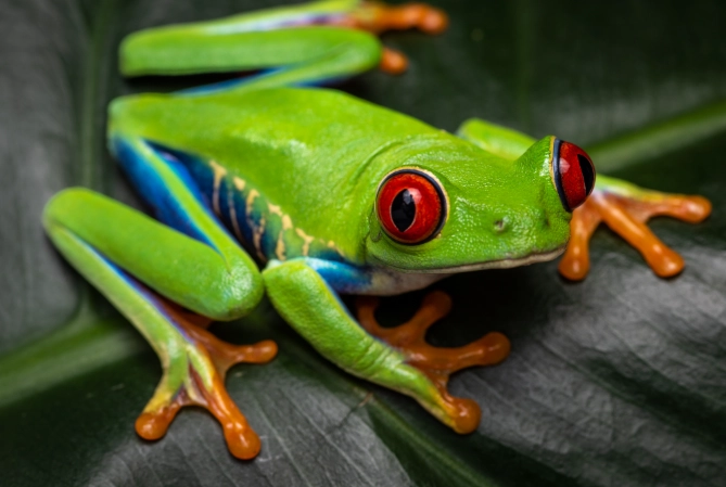 red-eyed tree frog facts
