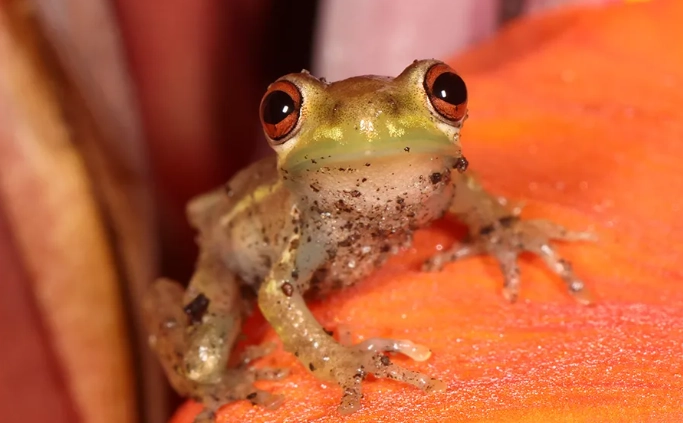 cuban tree frog identification