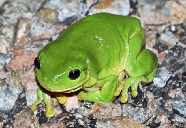 green tree frog care