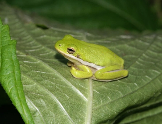 american green tree frog facts
