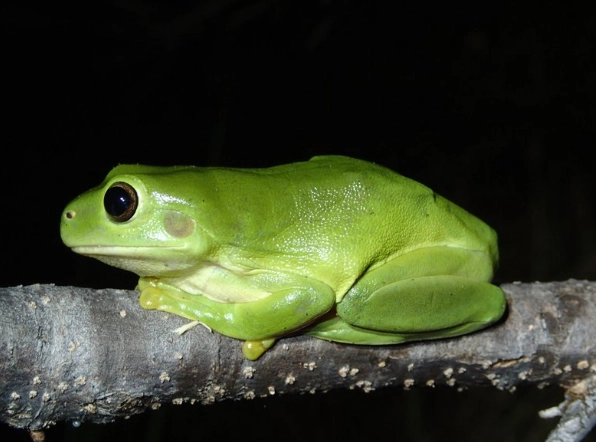 green tree frog habitat