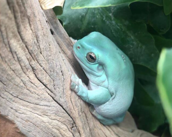 white tree frog care