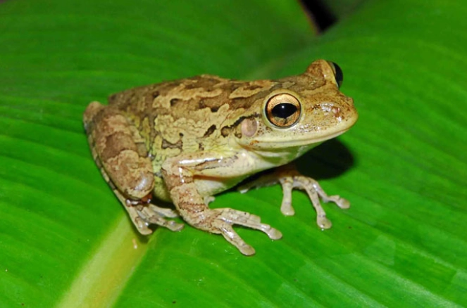 cuban tree frog control