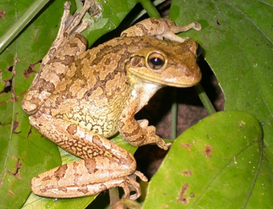 are cuban tree frogs poisonous