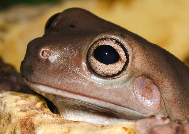litoria caerulea care