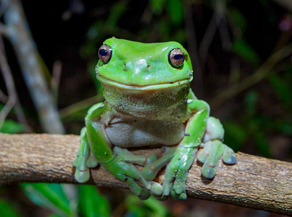 American green tree frog