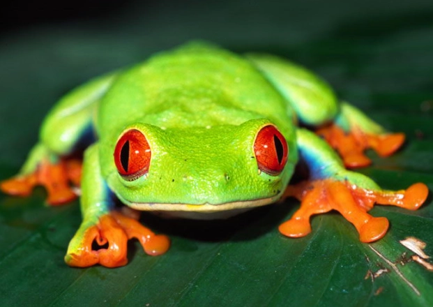 red-eyed tree frog habitat
