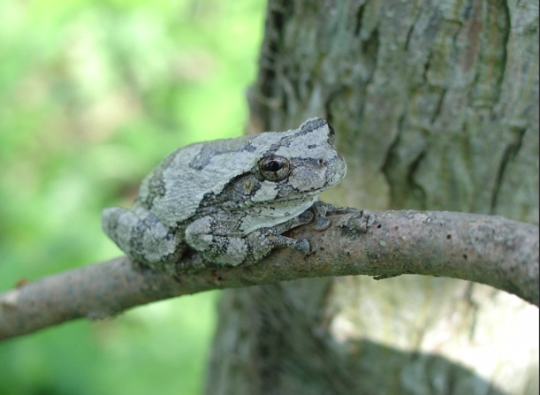 gray tree frog sound