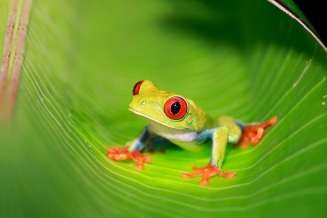 red-eyed tree frog facts
