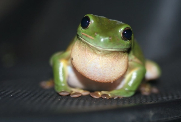 green tree frog habitat