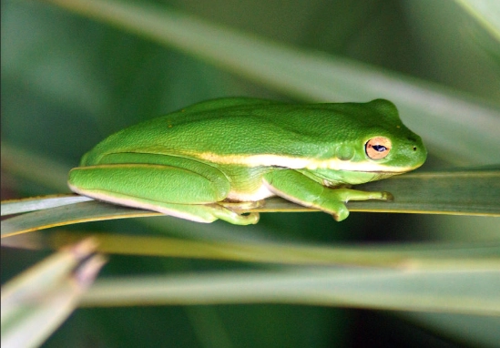 american green tree frog facts