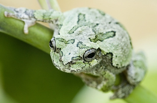 gray tree frog sound