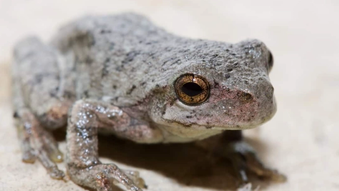 gray tree frog care