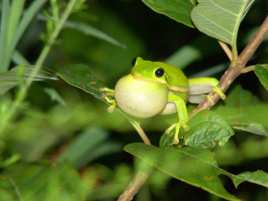 american green tree frog care