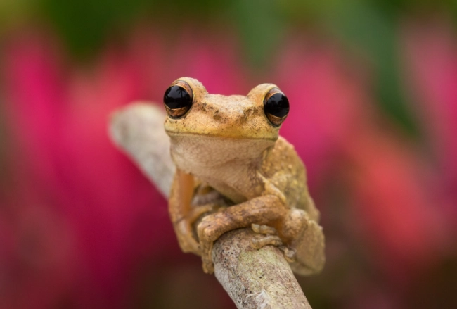 are cuban tree frogs poisonous