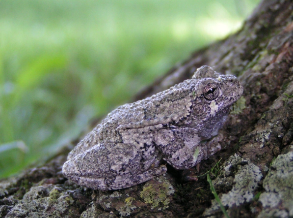 gray tree frog care
