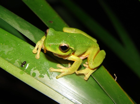 green tree frog care