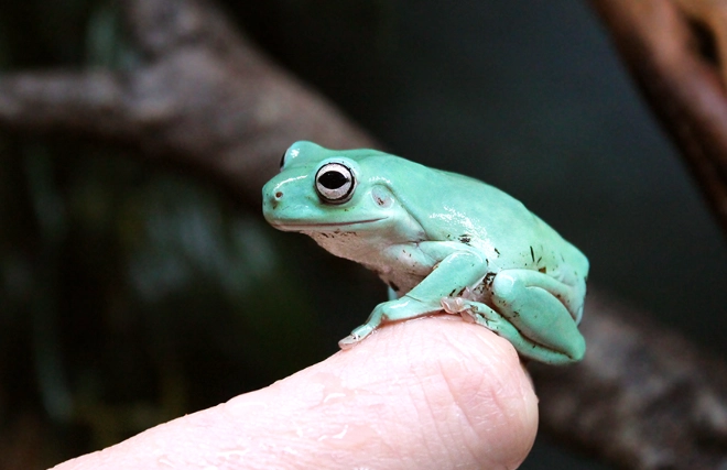 dumpy tree frog care