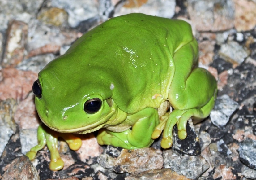 litoria caerulea